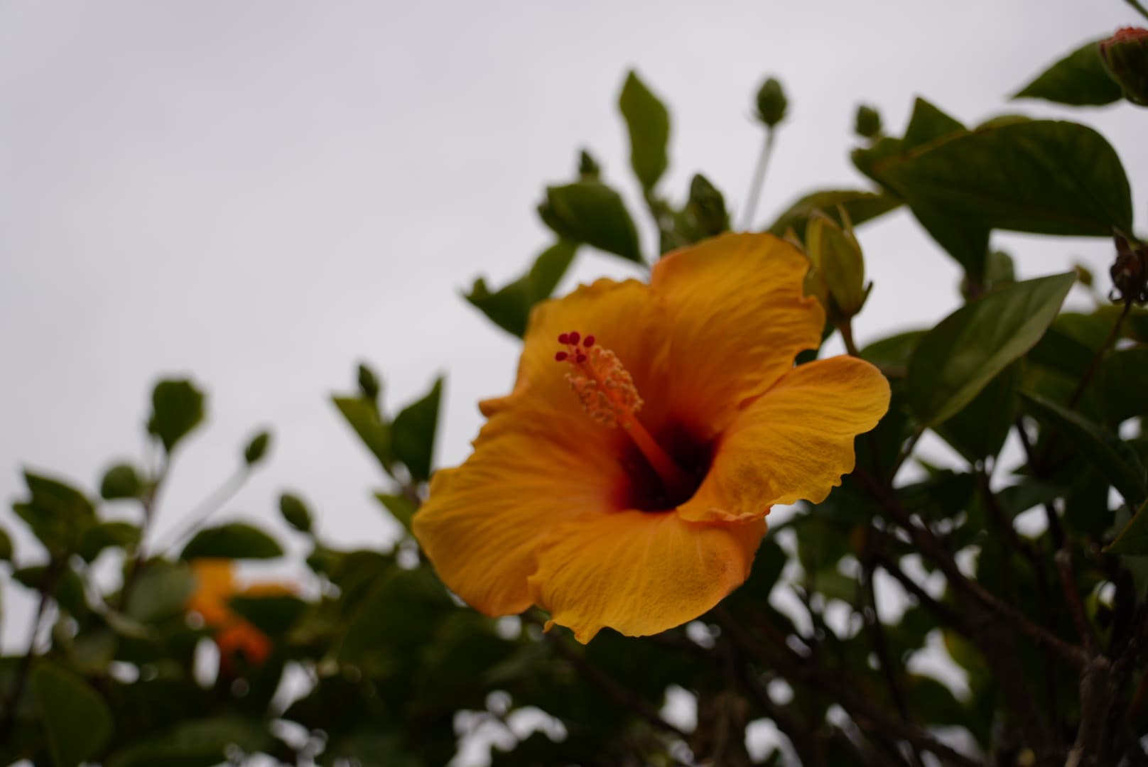 A yellow flower with a red center among dark green leaves against a pale sky