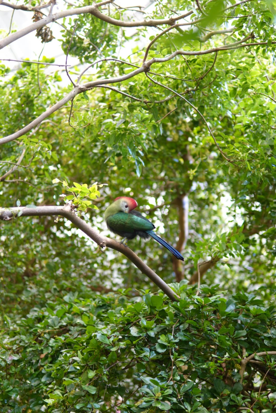 A green bird with a reddish face and blue tail perched among leafy branches