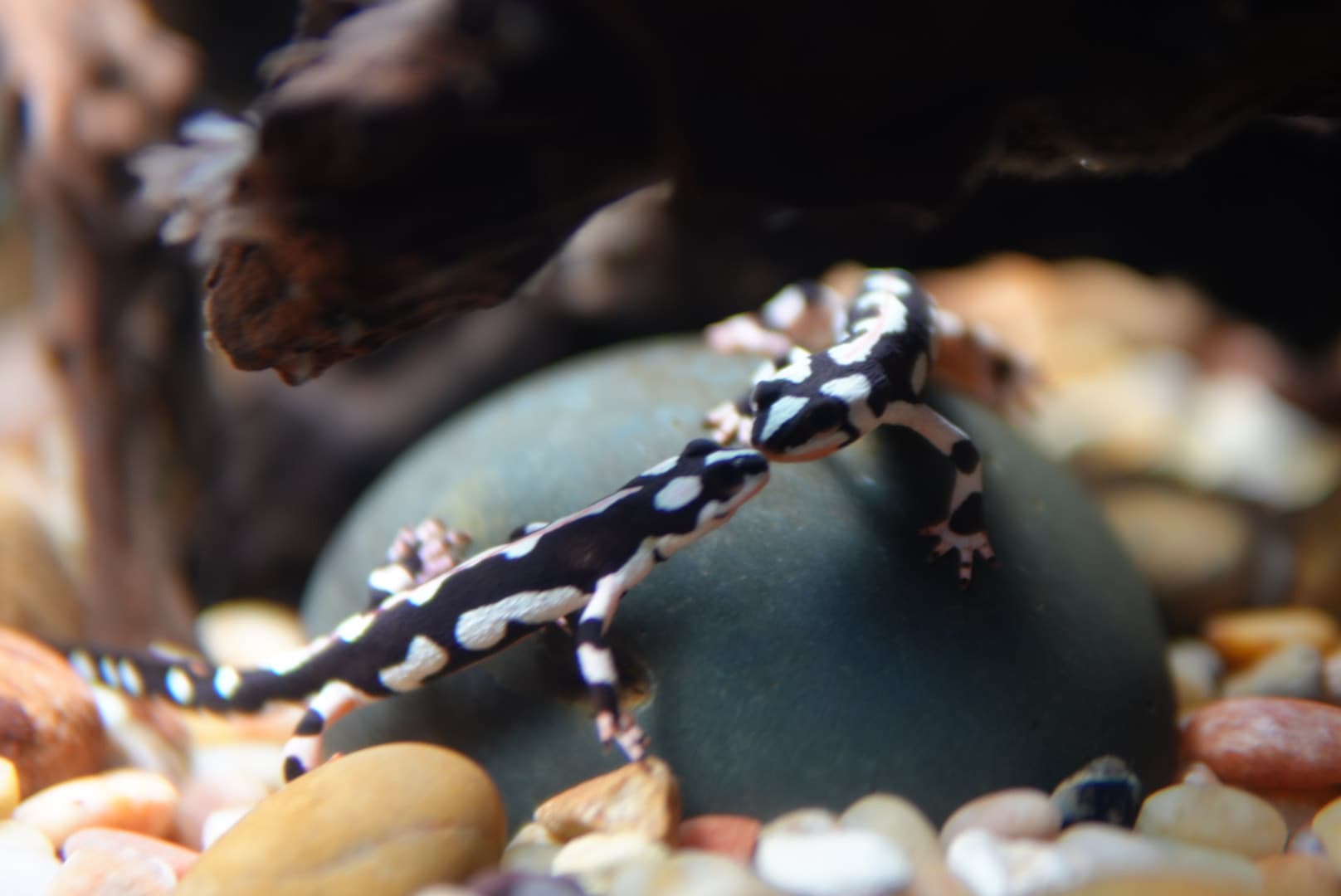 A small animal with black-and-white markings resting on a dark rock among pebbles and wood