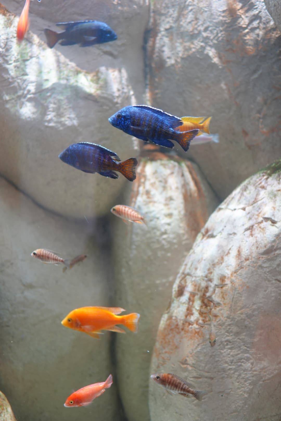 A blue and orange fish swimming in front of rocks in an aquarium