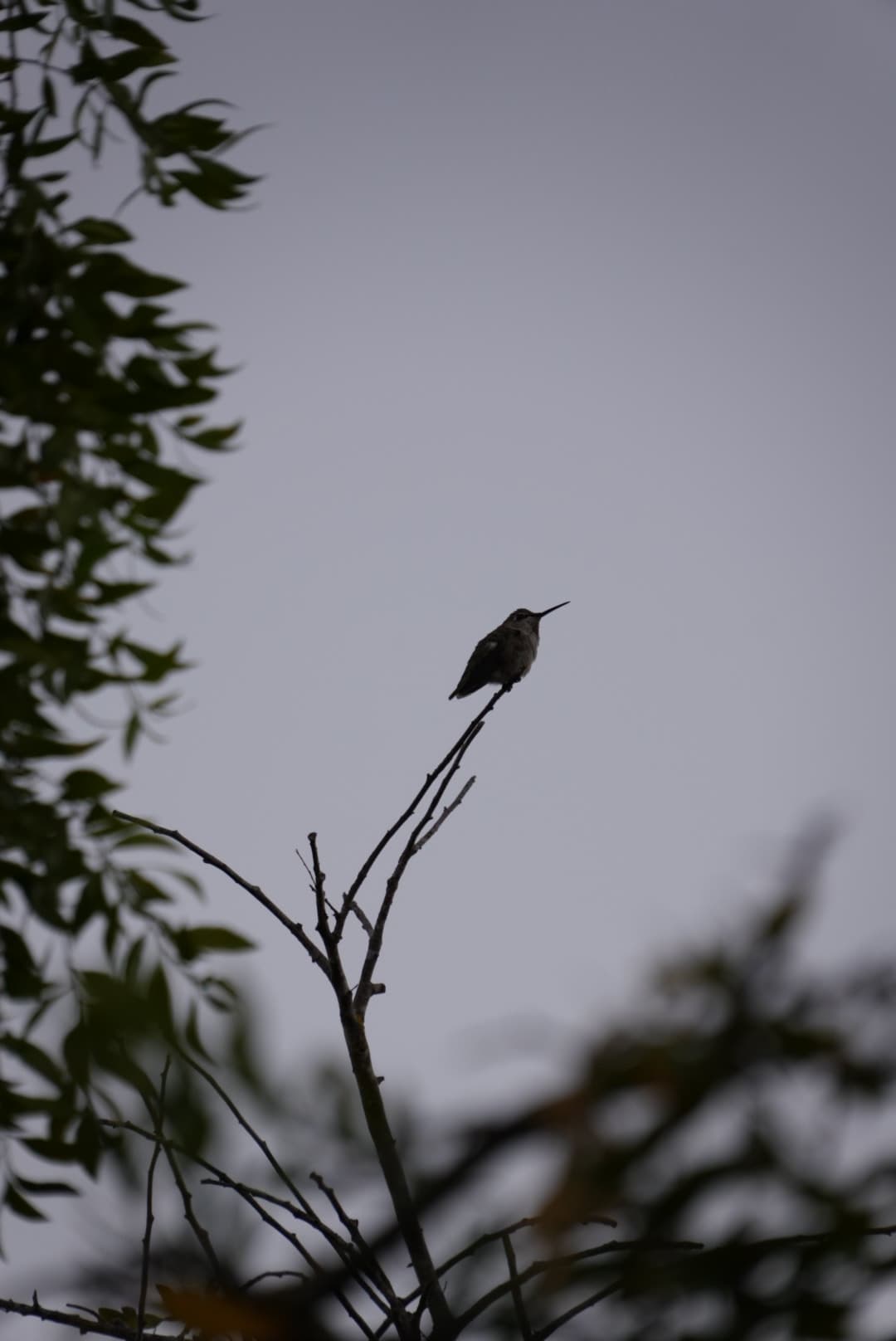 A small bird on a slender bare branch beneath green leaves against a gray sky