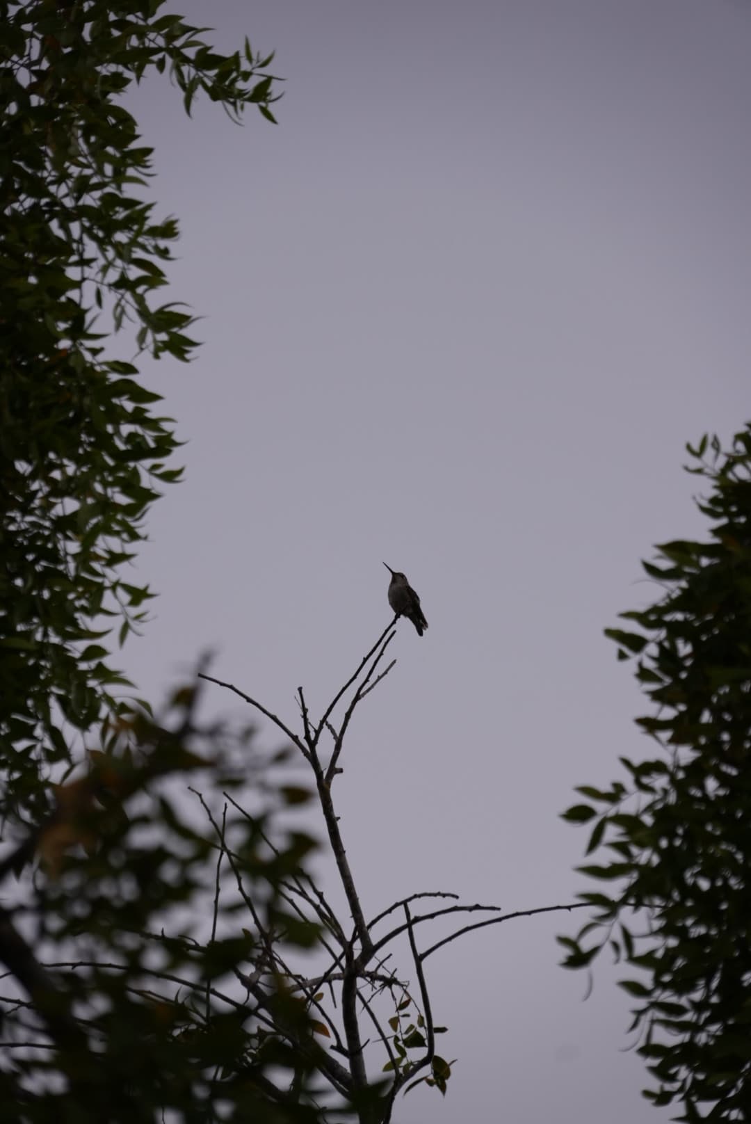 A bird perched on a bare branch framed by foliage against an overcast sky