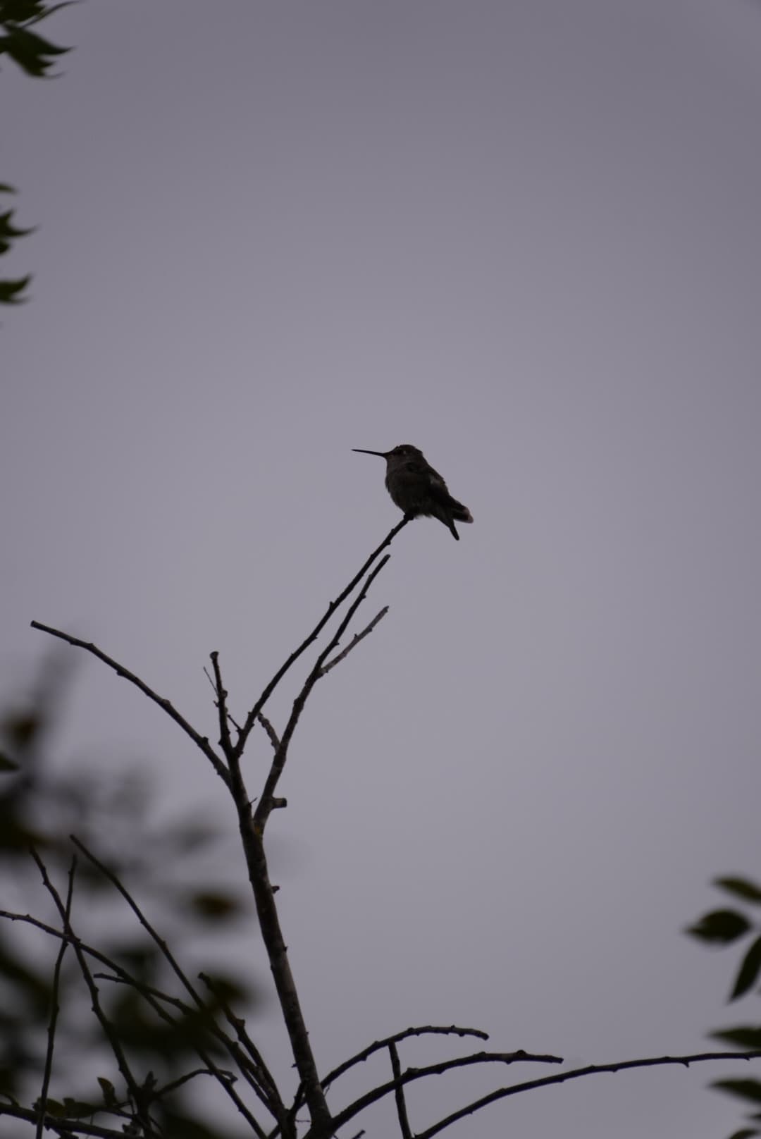 A bird silhouetted on a forked bare branch against a gray sky